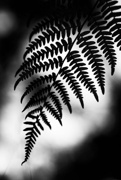 Forest series no I