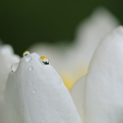 Water lily
